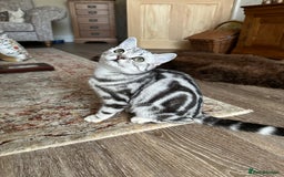 British Shorthair cats for sale: Silver Tabby BSH GCCF registered Kittens - Image 2