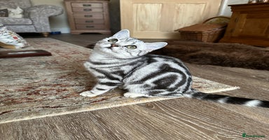 British Shorthair cats - Advert 4
