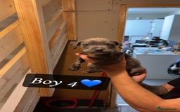 Mixed Breed dogs for sale: Cane Corso x Pocket Bully - Image 12