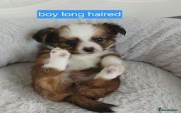 Chihuahua dogs for sale: Gorgeous chihuahua pups for sale  - Image 2