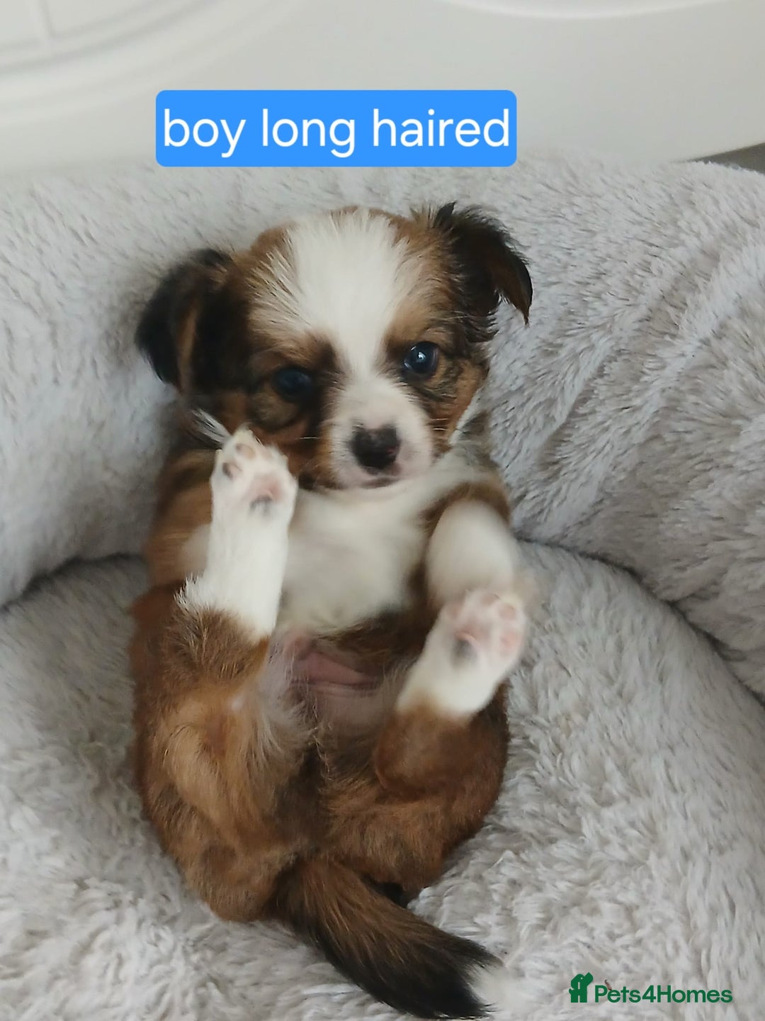 Chihuahua dogs for sale: Gorgeous chihuahua pups for sale  - Image 2