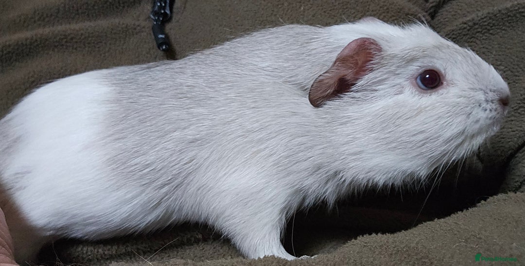 Guinea Pig rodents for sale: 7 Week Old Indoor Baby Guinea Pigs Male and Female - Image 12