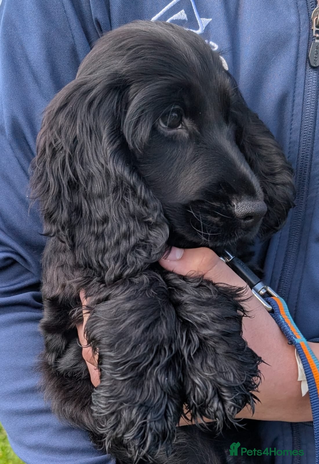 Cocker Spaniel dogs Reduced KC Male Health Tested Show Cocker Spaniel - Advert 10