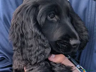 Cocker Spaniel dogs Reduced KC Male Health Tested Show Cocker Spaniel - Advert 10