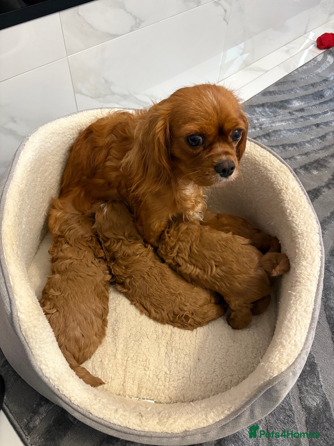 Cavapoo dogs for sale: 4 F1 Cavapoo puppies  - Image 16
