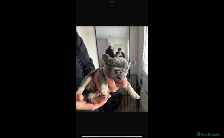French Bulldog dogs - Advert 11