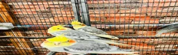 Cockatiels birds for sale: Various cockateils for sale  - Advert 8