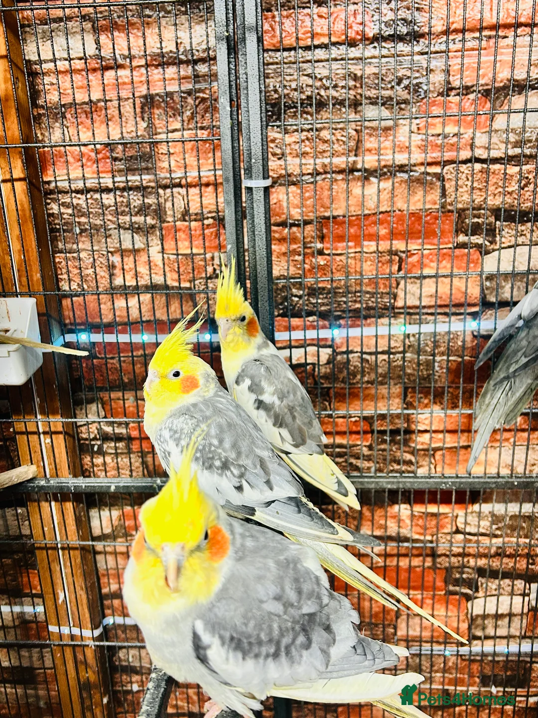 Cockatiels birds for sale: Various cockateils for sale  - Advert 8