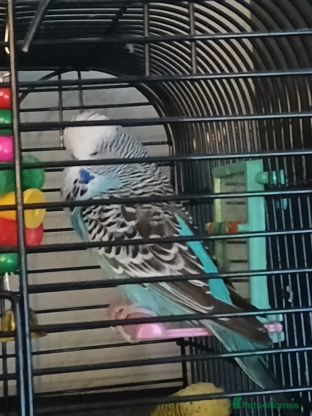 Budgerigars birds for sale: BUDGIES FOR SALE - Advert 2