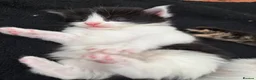 Mixed Breed cats for sale: Mixed Maine Coon kittens  - Advert 26