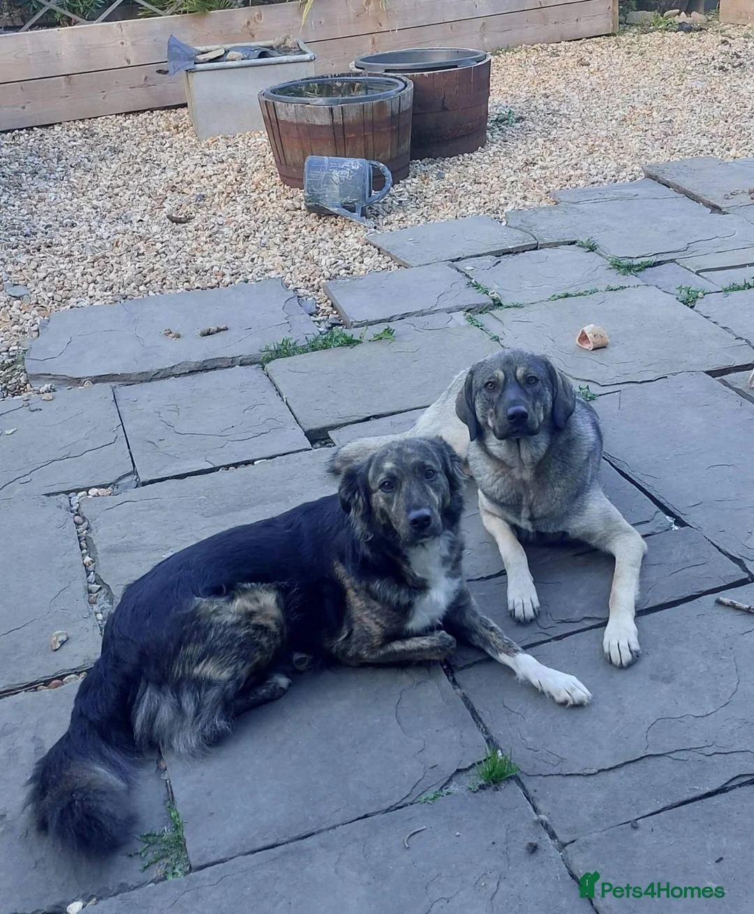Mixed Breed dogs for adoption: Meet Pippa, currently residing in Carmarthenshire  in Llandeilo - Advert 2