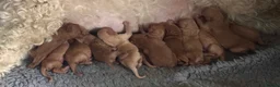 Labradoodle dogs for sale: Labradoodles 11th plus generation  - Advert 2