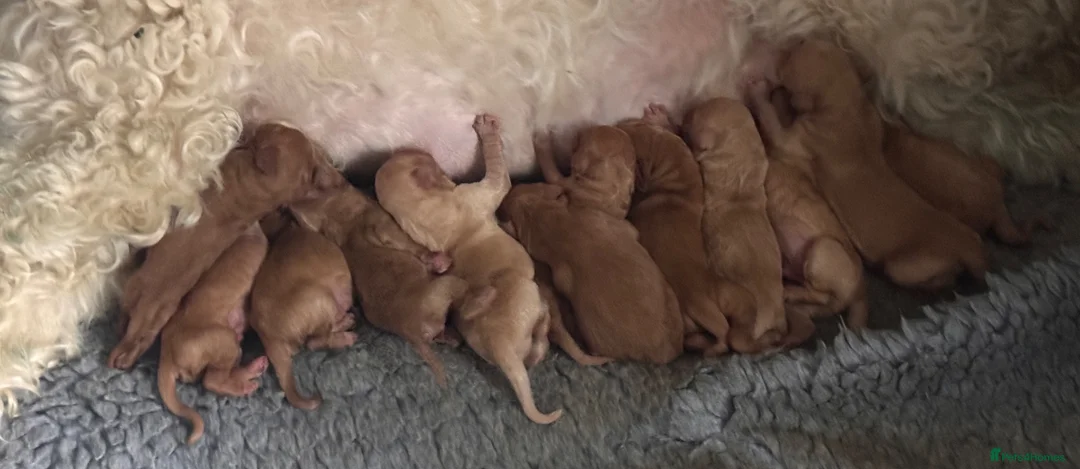 Labradoodle dogs for sale: Labradoodles 11th plus generation  - Advert 2