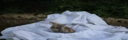 Mini Lop rabbits for sale: ✨Beautiful Mini Lop Bunnies, ready from 21st June✨ - Advert 4