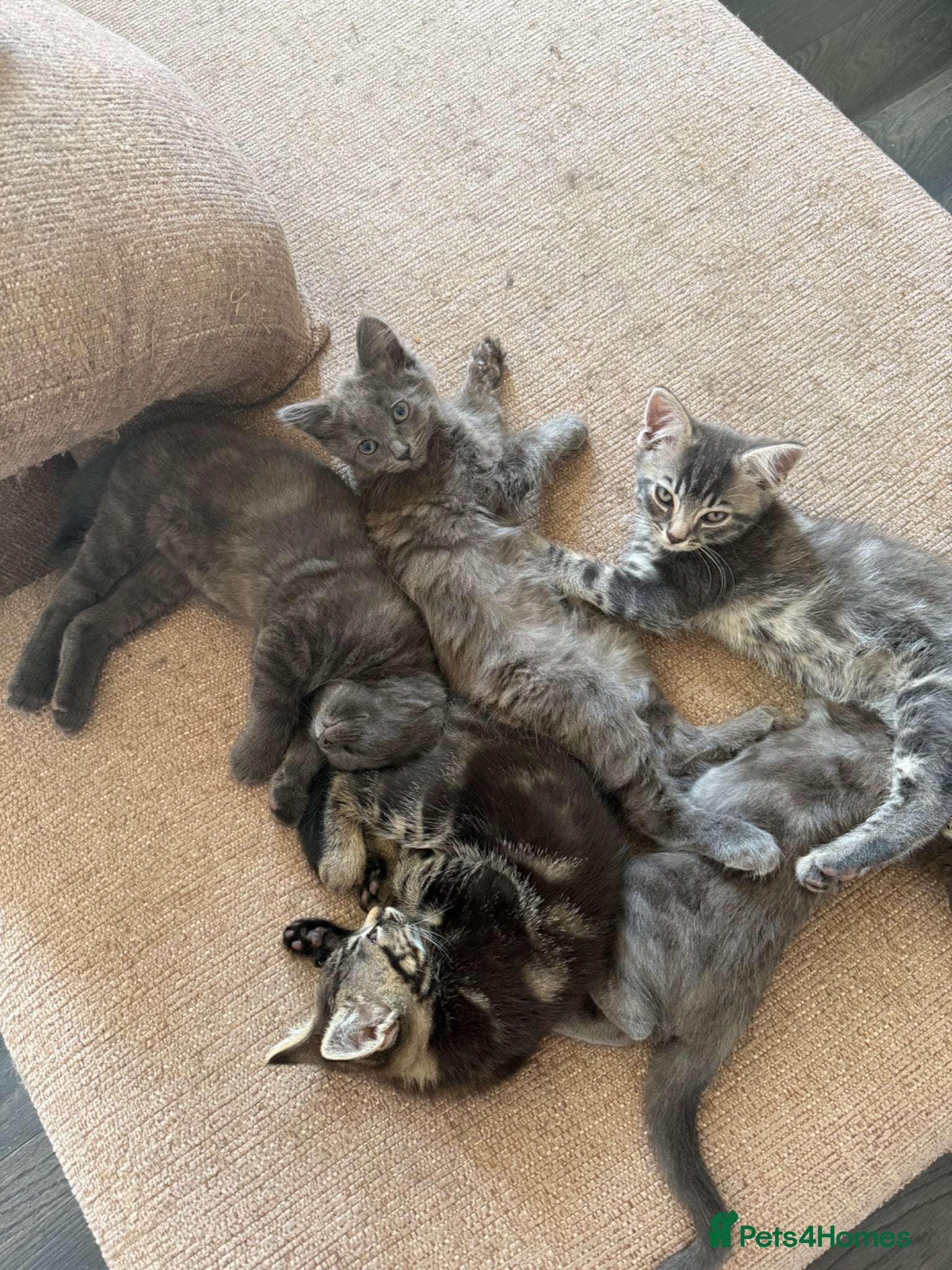 Mixed Breed cats Beautiful grey,tabby and brown kittens - Advert 2