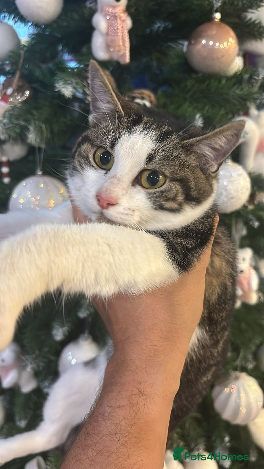 Mixed Breed cats for adoption: Kitty for adoption - Advert 1