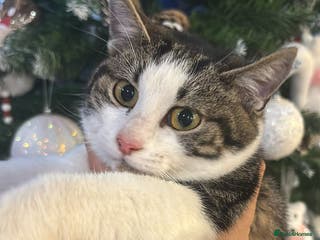 Mixed Breed cats Kitty for adoption - Advert 9