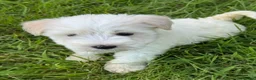 Miniature Schnauzer dogs for sale: Stunning, healthy BVA/MAC screened mini schnauzers - Advert 4