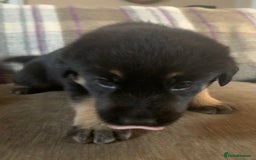 Mixed Breed dogs for sale: Labrador x German Shepard puppies - Image 8