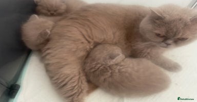 British Shorthair cats - Advert 12