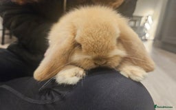 Mini Lop rabbits for sale: Pure Breed Mini Lop Bunnies . 2 boys left ! - Image 1