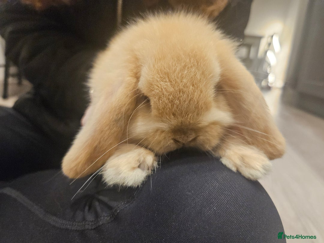 Mini Lop rabbits for sale: Pure Breed Mini Lop Bunnies . 2 boys left ! - Image 1