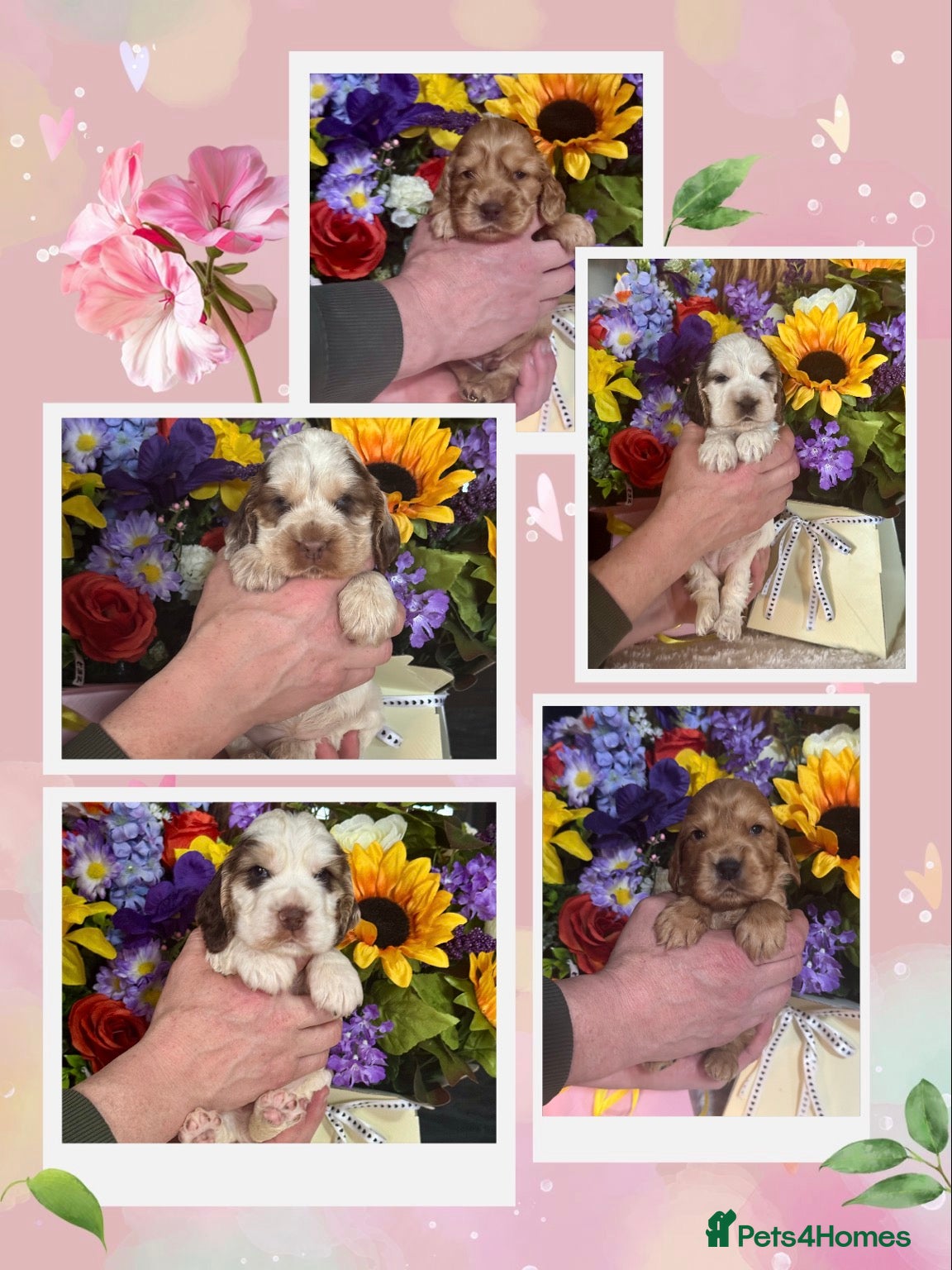 Cocker Spaniel dogs Kc reg dna tested show type cocker spaniel puppies - Advert 1