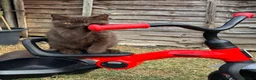 British Shorthair cats for sale:  British Brown and Liliac shorthair Kittens  - Advert 4