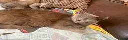 British Shorthair cats for sale: British Shorthair kittens  - Advert 11