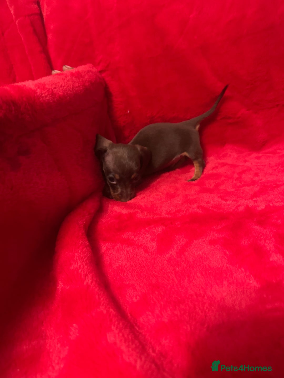 Miniature Dachshund dogs for sale: 3 Mini Minature Dachshunds - Advert 3