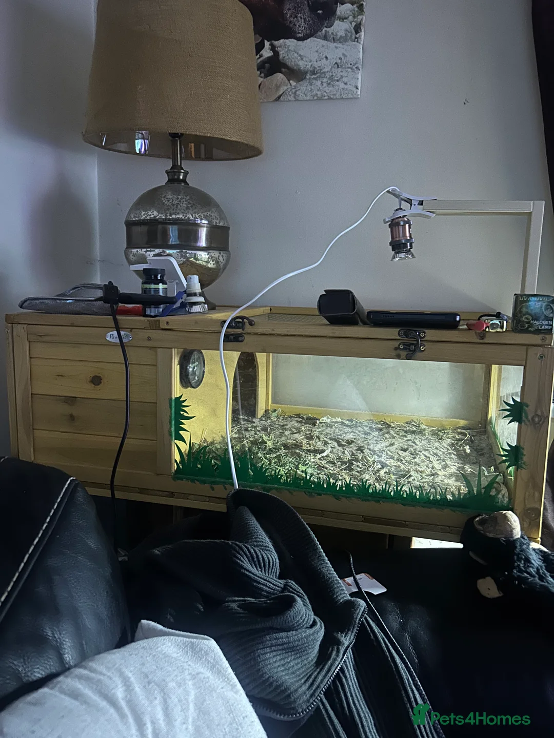 Tortoise reptiles for sale: Tortoise very friendly approximately 2years old  - Advert 3