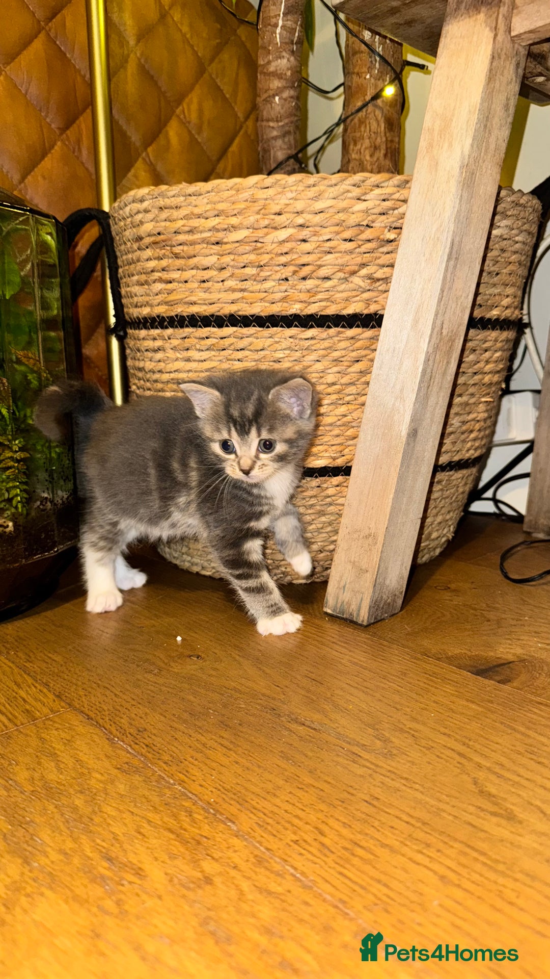 Maine Coon cats for sale: Maine coon cross kitten  - Advert 13