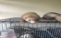 Ferret rodents for sale: Different ferret kits available  - Image 15