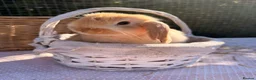 Mini Lop rabbits for sale:  Gorgeous mini Lop babies  - Advert 6