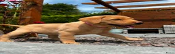 Labrador Retriever dogs for sale: Fox Red Labrador Puppy (Girl) - Advert 6