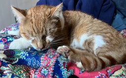 British Shorthair cats for sale: Ginger Boy Needs A New Home - Image 1