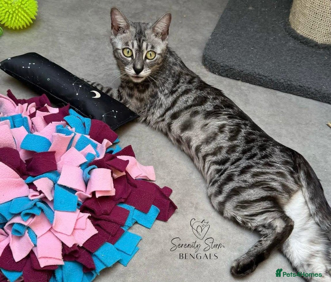 Bengal cats for sale: 🩷Beautiful Silver Charcoal, TICA registered 🐾 - Image 1