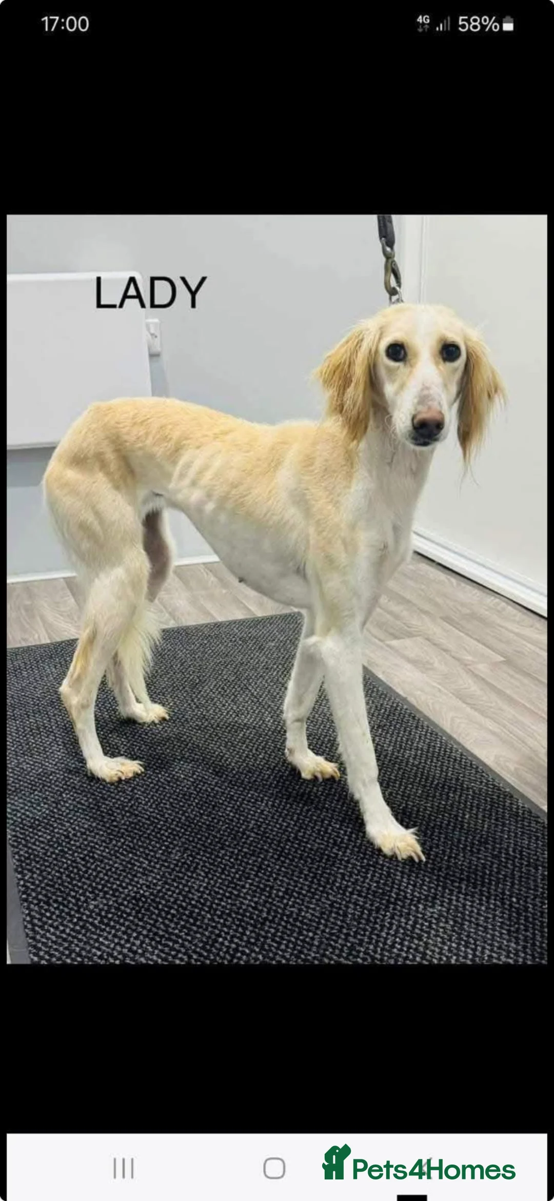 Saluki dogs for sale: Saluki 4 months old  in Brentwood - Advert 2