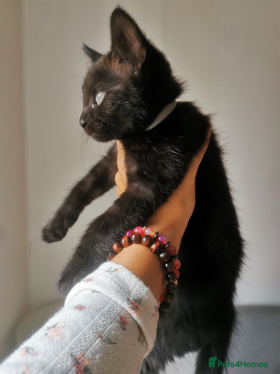 Bombay cats for sale: 6 beautiful Bombay kittens  - Image 6