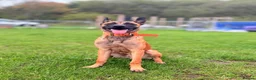 Belgian Shepherd Dog dogs for sale: Enzo- Mali - Advert 3