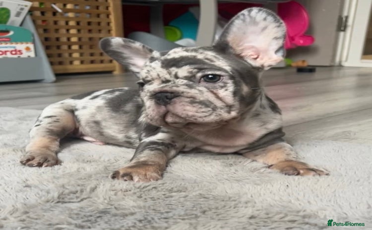 French Bulldog dogs - Advert 13