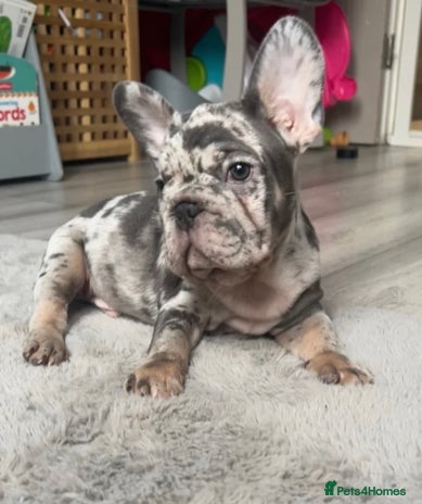 French Bulldog dogs - Advert 13