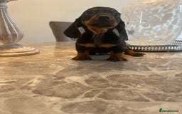 Miniature Dachshund dogs for sale: 🐾 Miniature Dachshund Puppies 🐶  - Image 12