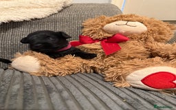 Mixed Breed dogs for sale: Reduced  last boy ! Miniature schnauzer/schnoodle  in Hull - Image 14
