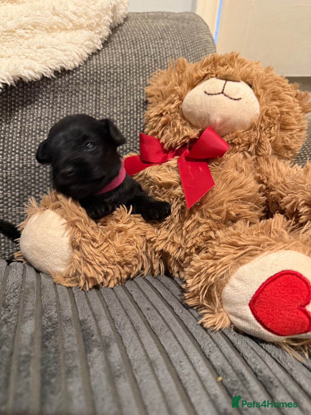 Mixed Breed dogs for sale: Reduced  last boy ! Miniature schnauzer/schnoodle  in Hull - Image 14