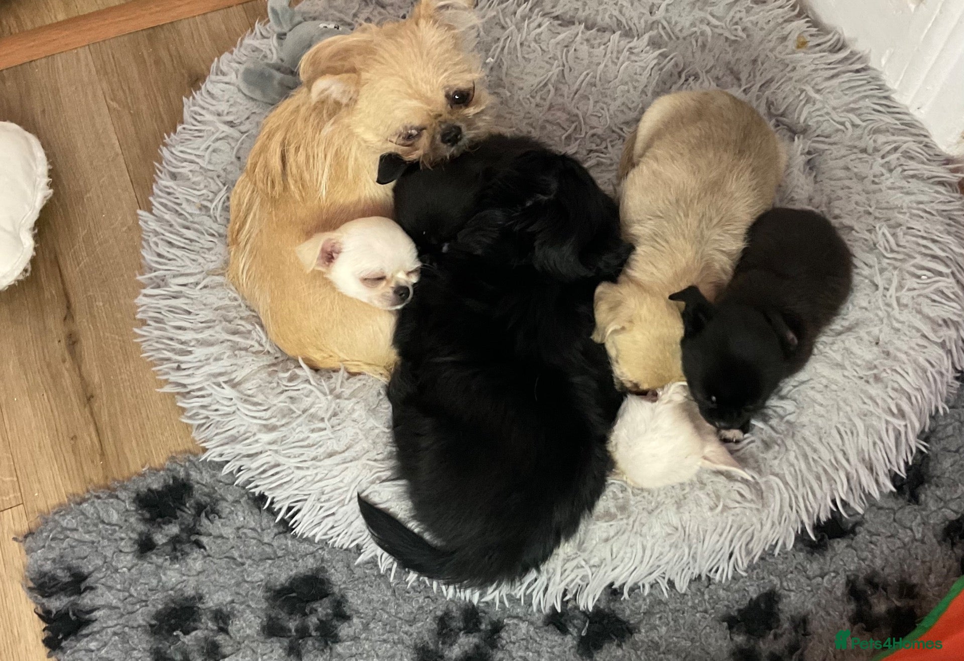Mixed Breed dogs ADORABLE SHIH TZU/CHIHUAHUA - Advert 1