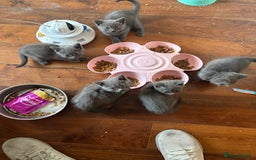 British Shorthair cats for sale: British Shorthair pedegree  Kittens  - Image 13