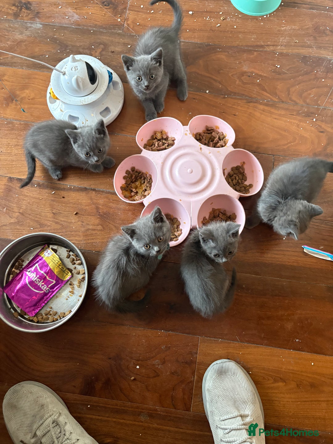 British Shorthair cats for sale: British Shorthair pedegree  Kittens  - Image 13