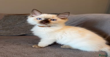 Ragdoll cats - Advert 12