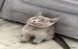 British Shorthair cats for sale: British shorthair kittens  - Image 2